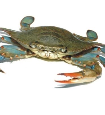 Blue crab
