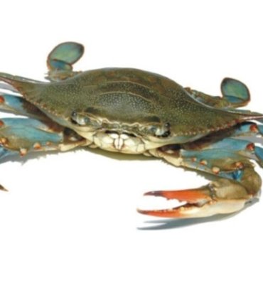 Blue crab